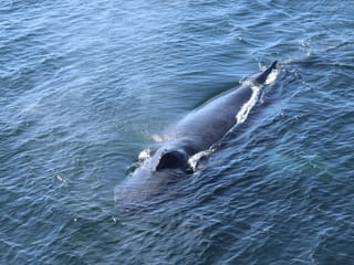 Dolphins swimming through the ocean near Reykjavík Iceland
