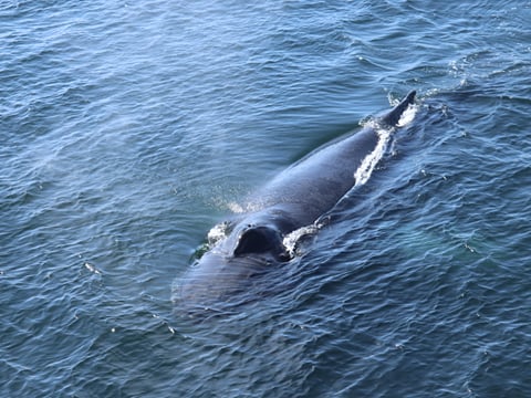 Dolphins swimming through the ocean near Reykjavík Iceland