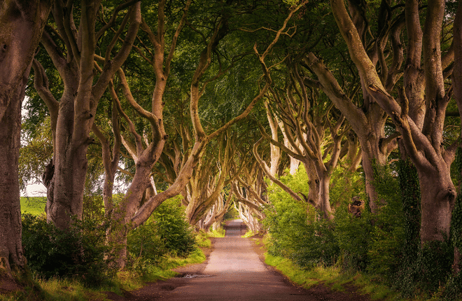 Giant's Causeway, Dark Hedges, & Belfast City 2