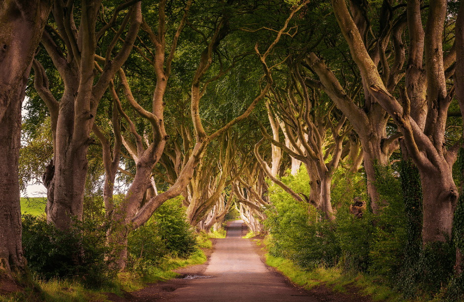 Giant's Causeway & Belfast Day Tour 2