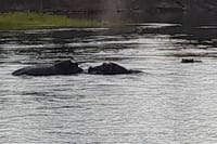 Sunset Cruises on the Zambezi River 3