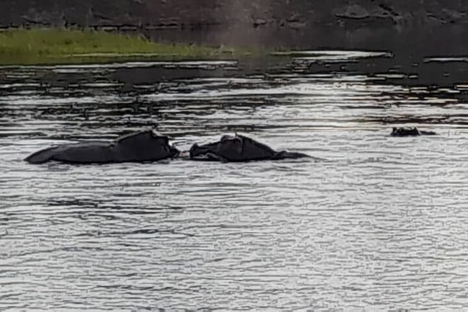 Sunset Cruises on the Zambezi River photo 3