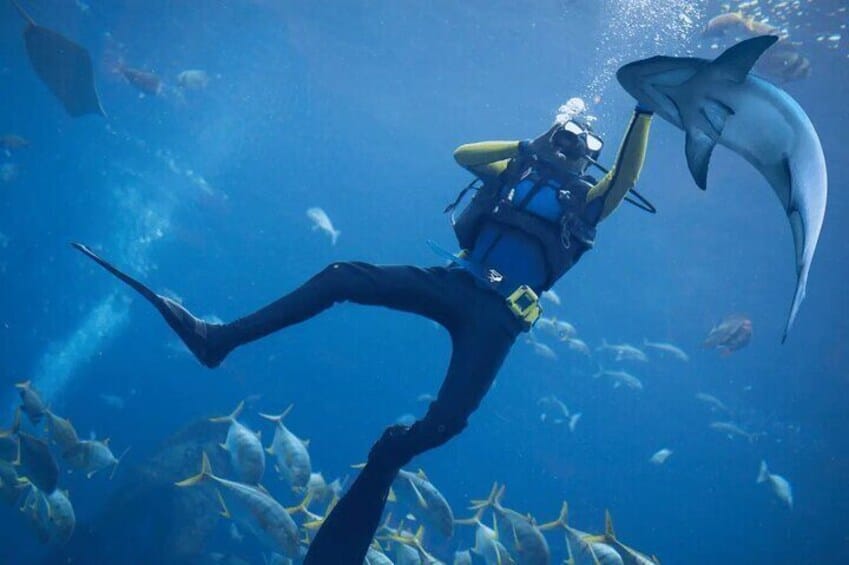 Dubai : Scuba Diving in Arabian Gulf Marine Life