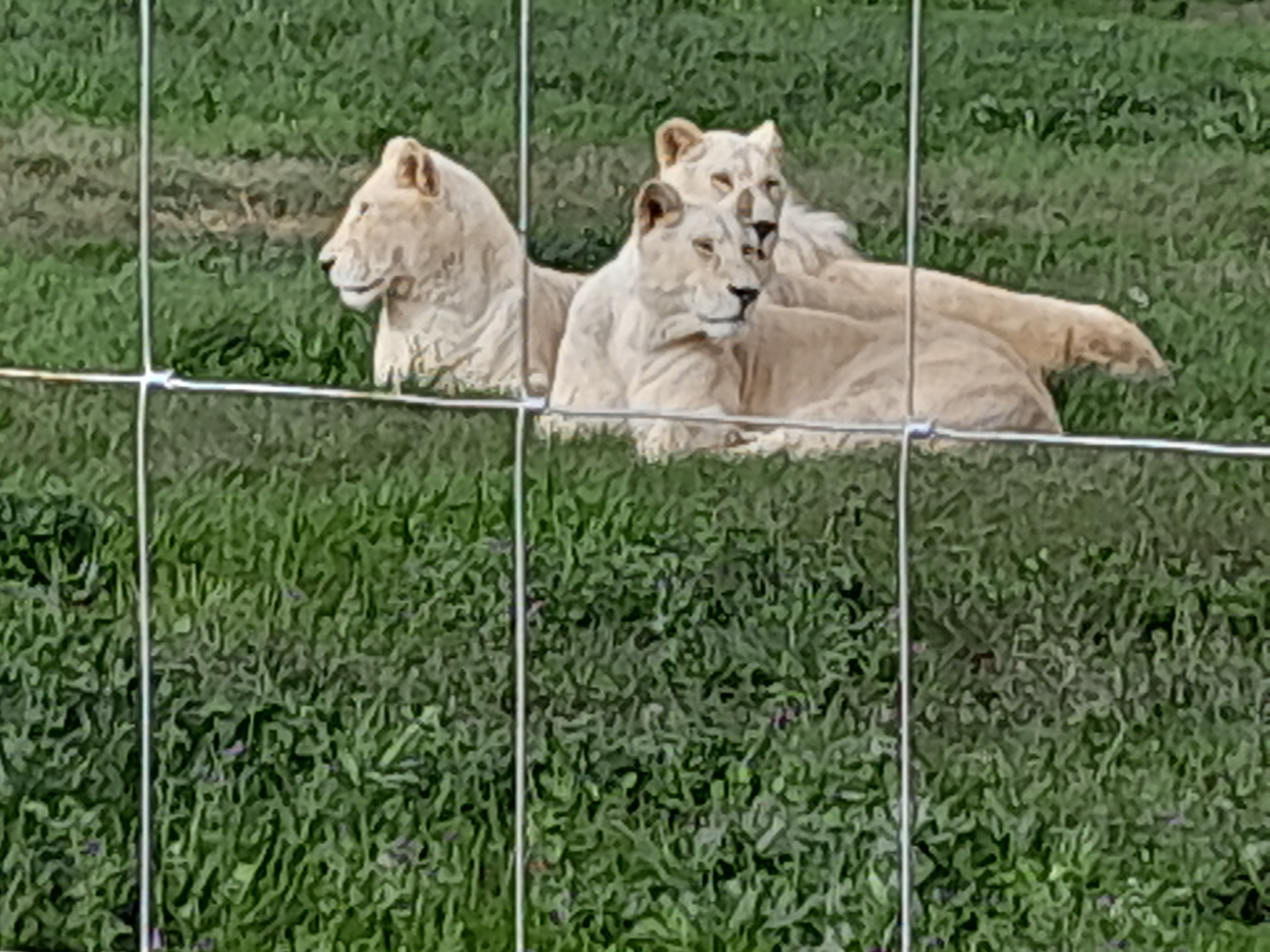 AQUIILA BIG 5 SAFARI SMALL GROUP TOUR WITH WINE TESTING AND LUNCH