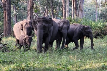 Bengaluru to Nagarhole National Park Wildlife Safari Tour