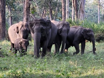 Bengaluru to Nagarhole National Park Wildlife Safari Tour