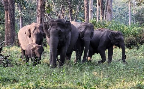 Bengaluru to Nagarhole National Park Wildlife Safari Tour