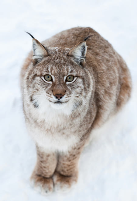 Visit Ranua Arctic Wildlife Park from Kemi - Kemi photo 4