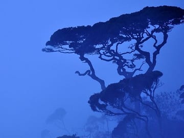 Horton Plains Day Tour from Kandy with Nuwara Eliya Visit