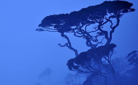 Horton Plains Day Tour from Kandy with Nuwara Eliya Visit