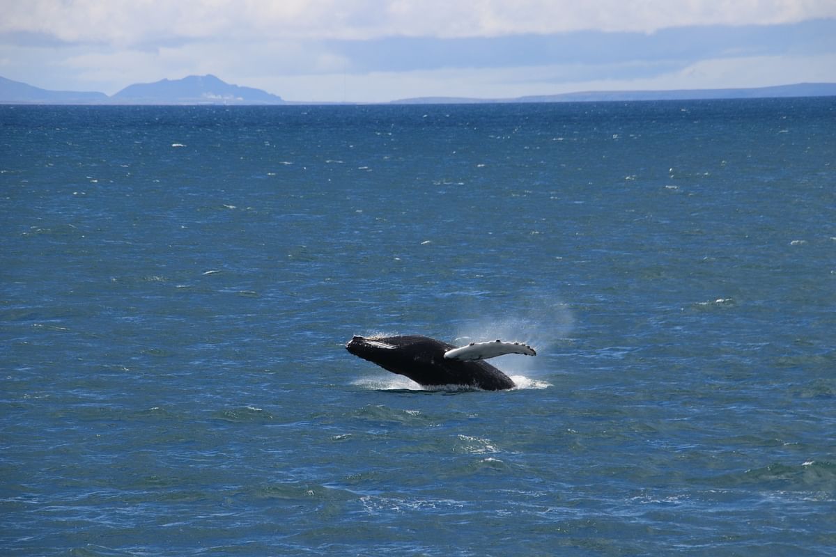 Whale Watching & Lava Show Reykjavik: Nature's Breathtaking Spectacle