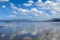 flamingos bring a splash of pink to the tranquil waters