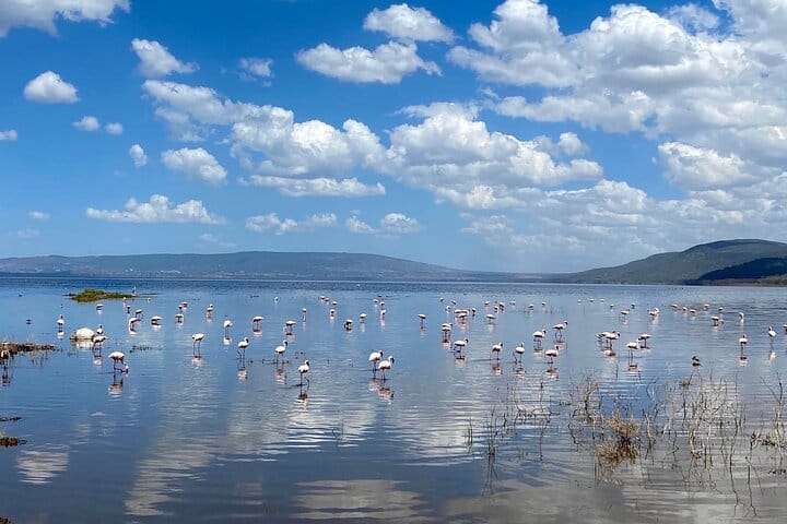 flamingos bring a splash of pink to the tranquil waters