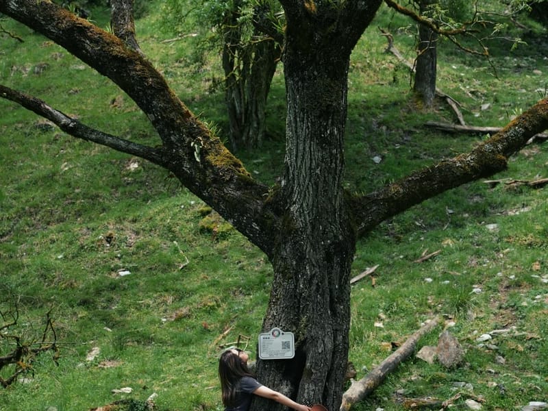 Chengdu: Laba River Forest & Wildlife Day Trip