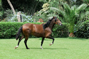 Explore Chan Chan Ruins and Horse Show in Trujillo