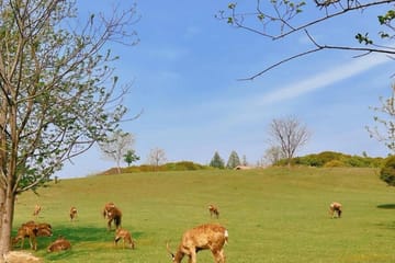 Liangzhu Archaeological Site Tour in Hangzhou