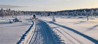 Husky Wild Running 5