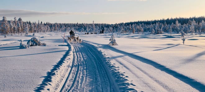 Husky Wild Running photo 5
