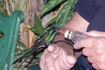 Rocklands Bird Sanctuary and Montego Bay Tour from Falmouth