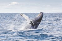 Los Cabos Whale Watching Cruise with Open Bar & Snacks 6
