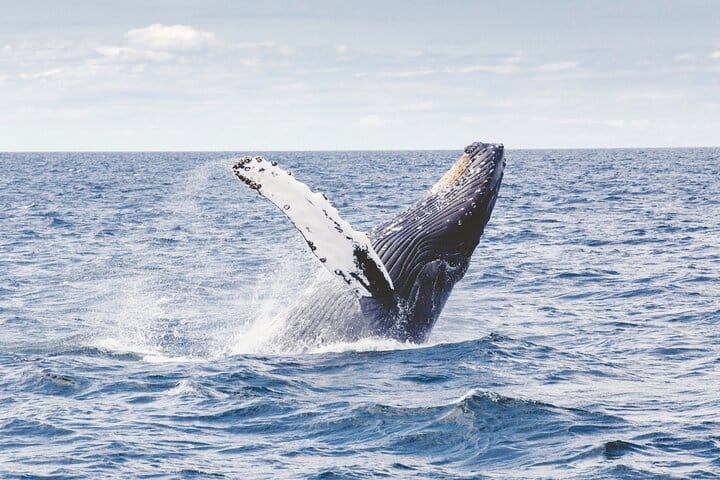 Los Cabos Whale Watching Cruise with Open Bar & Snacks 6