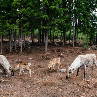 Live the Life of a Reindeer Herder – Half-Day in the Arctic