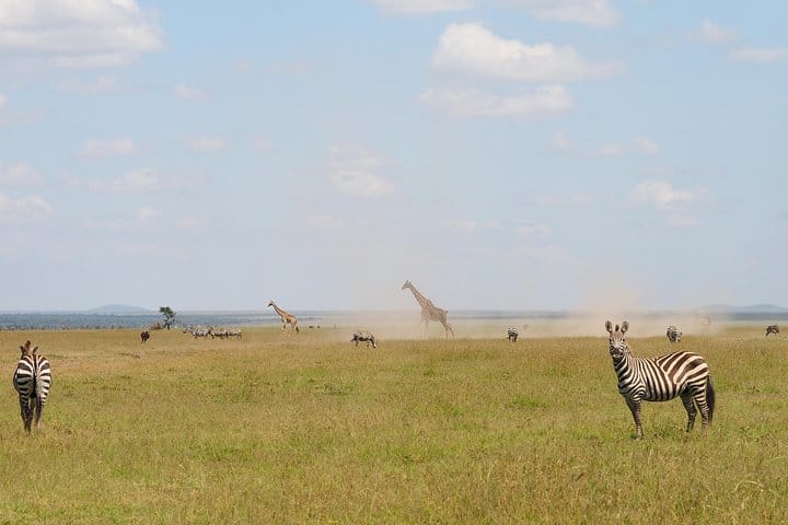 Jungle Zebra