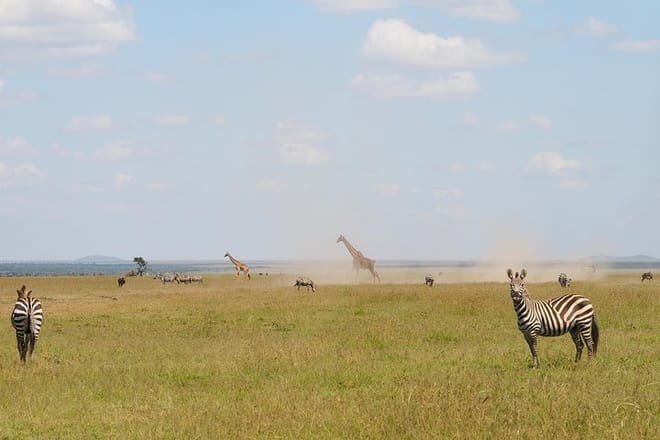 Jungle Zebra