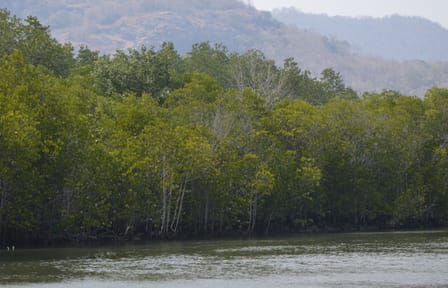 Scenic Pranburi River Cruise with Local Food Tasting in Hua Hin