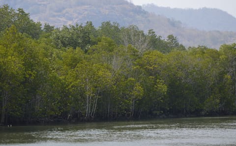 Scenic Pranburi River Cruise with Local Food Tasting in Hua Hin