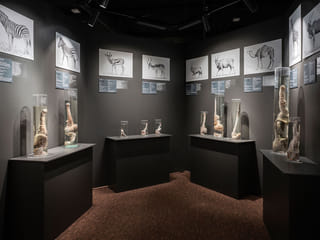 Tickets to the Penis Museum, photo 14