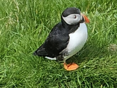 Eyjascooter Puffin Tour in Iceland, photo 10