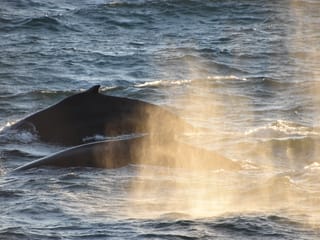 Whale Watching & The Reykjavík Food Walk, photo 9