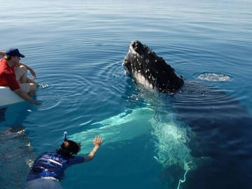 Whale Watching Tour in Mirissa from Negombo, Sri Lanka