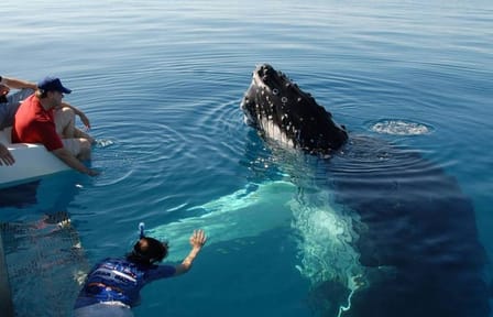 Mirissa Whale Watching Tour From Negombo