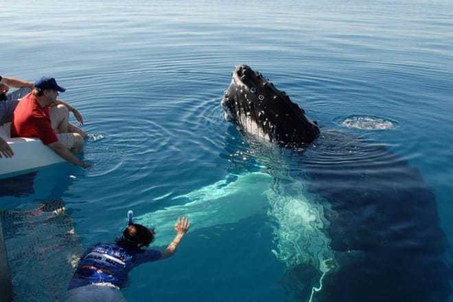 Mirissa Whale Watching Tour From Negombo 2