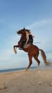 Premium 1 Hour Elite Desert Horseback Riding Adventure - Hurghada 2