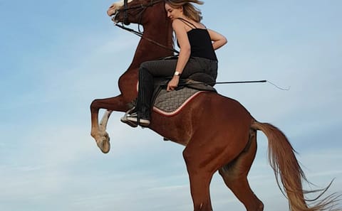 Premium 1 Hour Elite Desert Horseback Riding Adventure – Hurghada