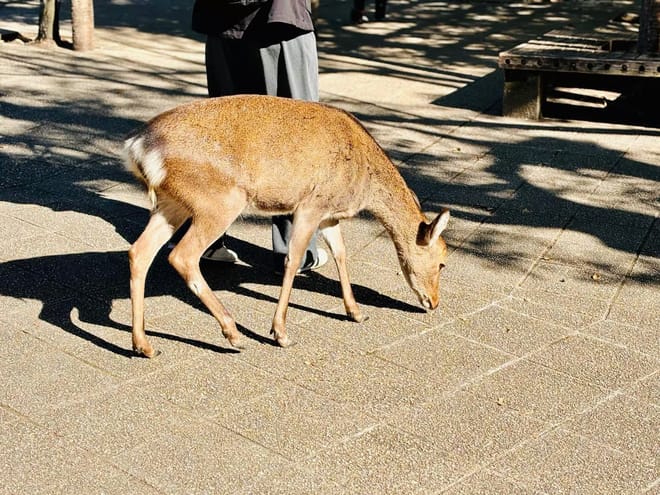 Hiroshima Station to Miyajima and Peace Park Private Tour photo 6