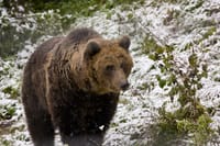 Evening at BEAR HIDE, in the wild 9