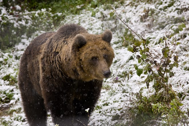 Evening at BEAR HIDE, in the wild 9