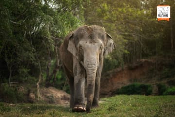 Chiang Mai Elephant Jungle Sanctuary Ethical Wildlife Tour