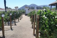 Horseback riding and wines from Santiago 6