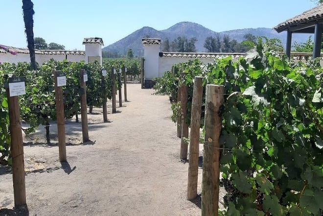 Horseback riding and wines from Santiago 6