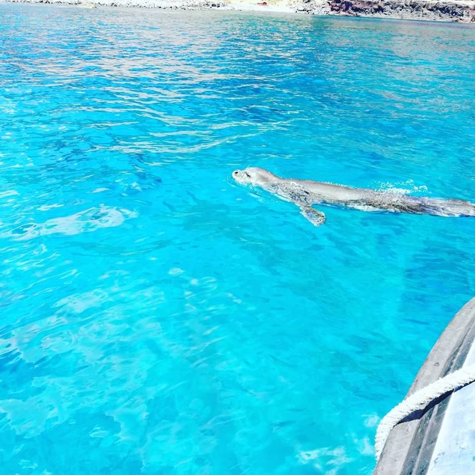 Snorkeling in Madeira 