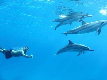 Dolphin House Red Sea Adventure