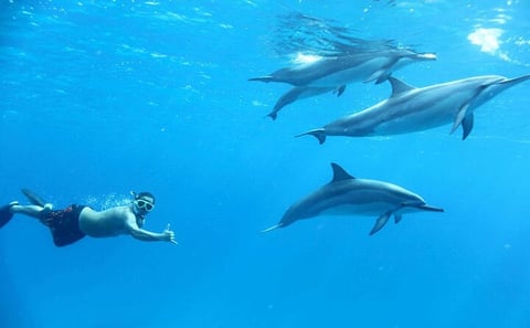 Dolphin House Red Sea Adventure