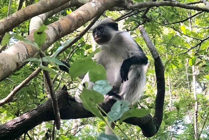 Zanzibar Jet Ski Adventure with Drone in Kendwa and Nungwi Beach