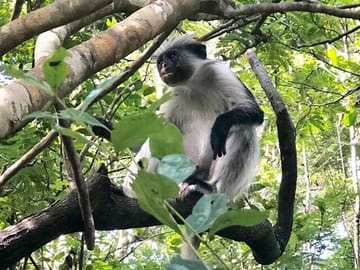 Snorkel with Dolphins and Explore Jozani Forest in Zanzibar