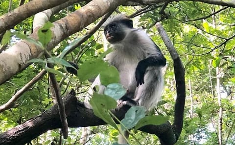 Snorkel with Dolphins and Explore Jozani Forest in Zanzibar